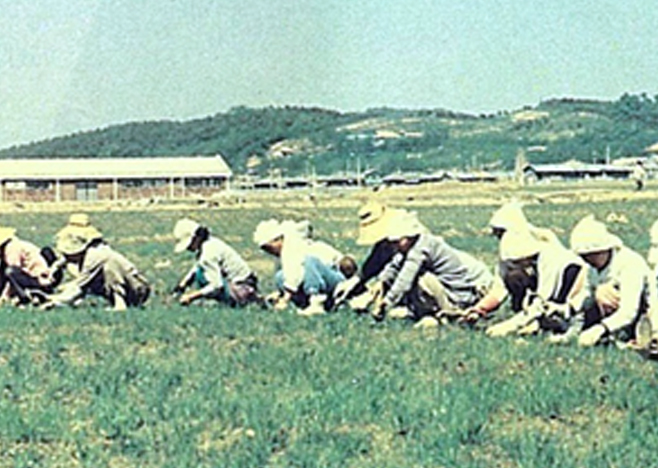 한국 대표 잔디, 안양중지의 발견