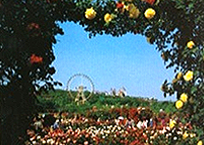 장미축제 1985년