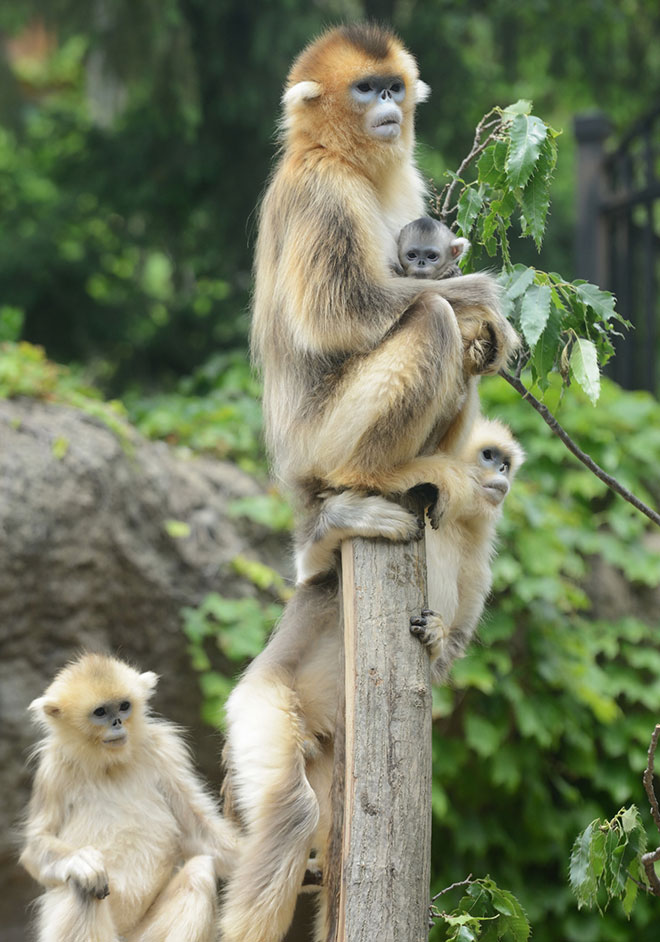 에버랜드 황금원숭이 사진 1