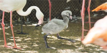 에버랜드 동물원은 '홍학(紅鶴)' 번식의 명당