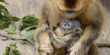 에버랜드 동물원은 희귀 황금원숭이 명당