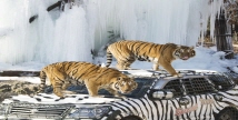 에버랜드 동물원, '겨울왕국'으로 변신