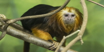  브라질 대표 희귀동물  에버랜드, 국내최초 '황금머리사자 타마린' 공개