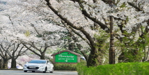 에버랜드, 봄의 새하얀 유혹 '벚꽃 축제' 오픈