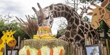 에버랜드, 세계 최다산 기린 장순이 35번째 생일 맞아