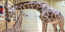 세계 기린의 날, 에버랜드 아기 기린 '마루' 공개